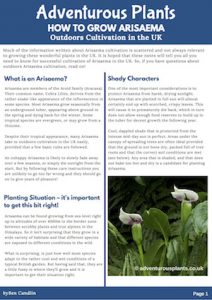 Adventurous Plants Cultivation Advice - How to Grow Arisaema