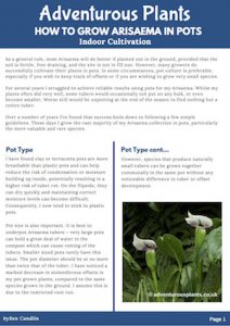 Adventurous Plants - How to Grow Arisaema in Pots