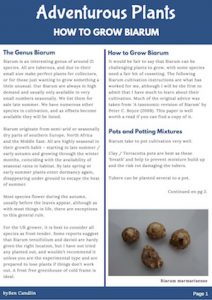 Adventurous Plants - How to Grow Biarum