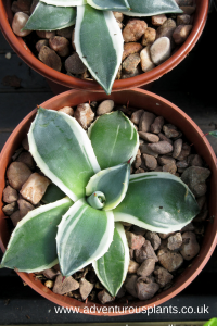 Agave Parryi Cream Spike