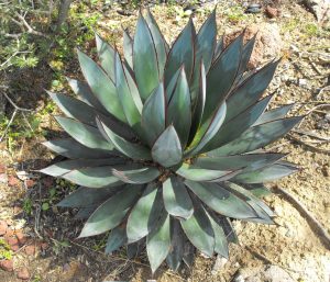 agave-RARE PLANTS Ben Candlin the Aroid Specialist