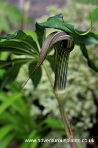 Arisaema polyphyllum