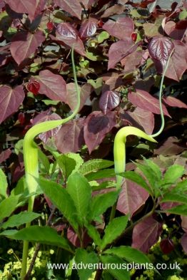 Arisaema tortuosum, bencandlin, adventurousplants