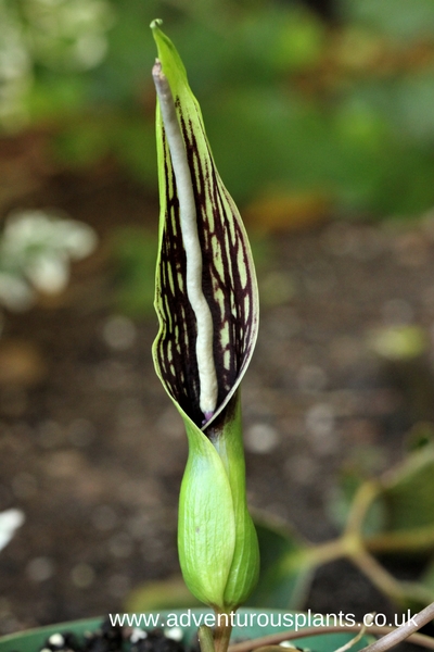 Sauromatum diversifolium