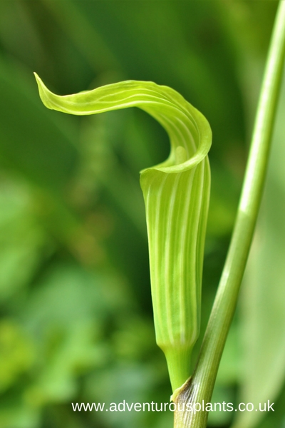 Semis de Arisaema Arisaema-ovale-bencandlin-adventurousplants