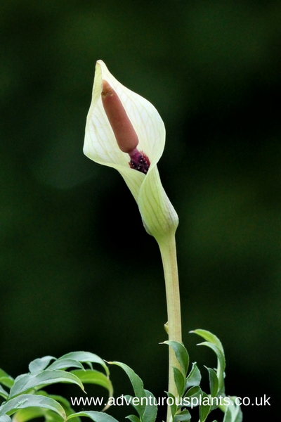Amorphophallus ongsakulii