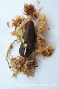 Amorphophallus titanum Seed