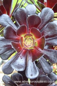 Aeonium arboreum ‘Zwartkop’