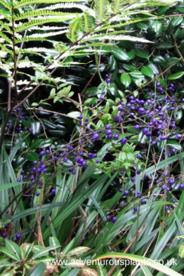 Dianella tasmanica, adventurousplants, bencandlin