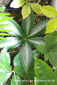 Amorphophallus myosuroides Silver Striped Leaf