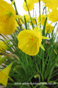Narcissus bulbocodium Oxford Gold