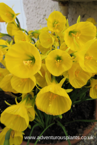 Narcissus bulbocodium ‘Oxford Gold’ 10 bulbs