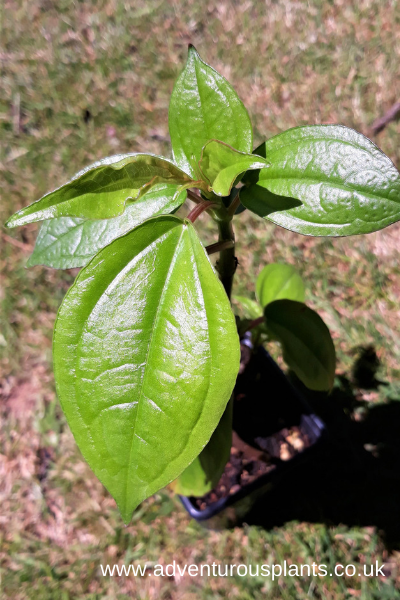 Pilea plantanifolia 'Glossy'