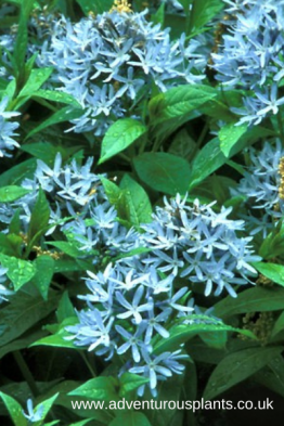 Amsonia tabernaemontana blue ice
