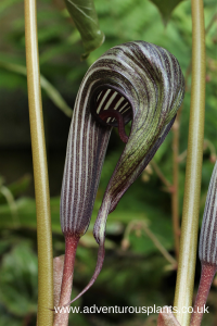Arisaema purpureogaleatum ‘Green Form’