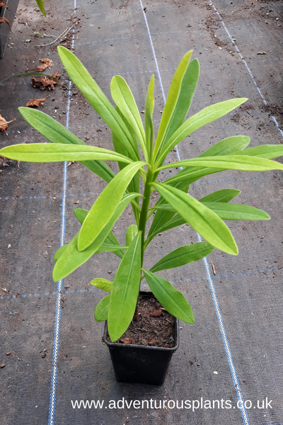 Euphorbia stygiana ssp santa maria