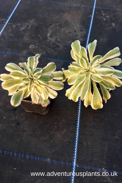 Aeonium arboreum variegatum plants