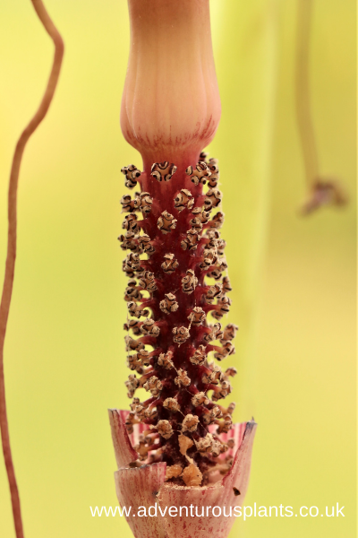 Arisaema speciosum male flowers.