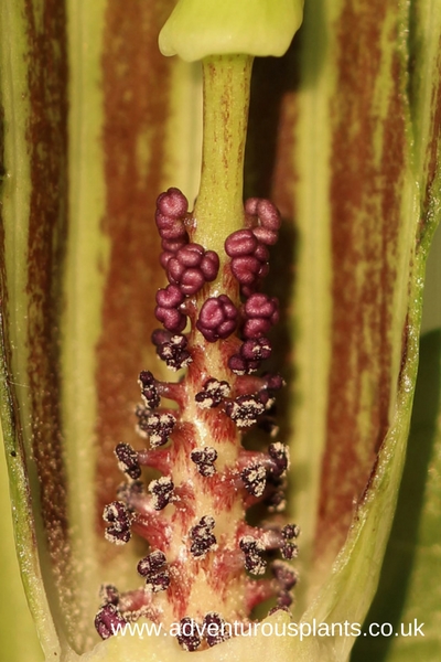 Arisaema amurense male flowers shedding pollen.