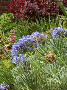 Agapanthus and Euphorbia 'Silver Swan'