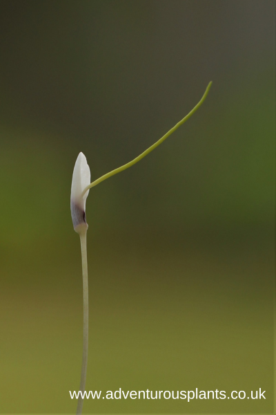 Amorphophallus claudelii