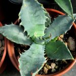 Agave colorata