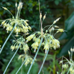 Allium flavum BC2301 Seeds