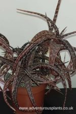 Aloe suffulta