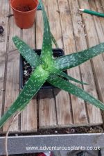 Aloe suffulta - Image 2