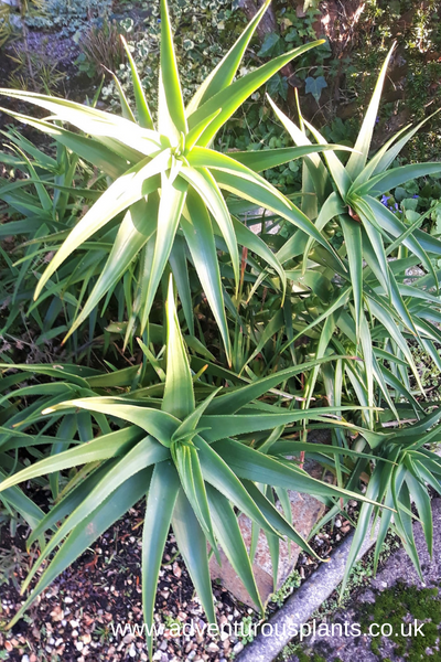 Aloiampelos-striatula-adventurousplants.png Aloiampelos striatula Seeds (syn. Aloe striatula) - Image 1