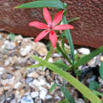 Anomatheca laxa