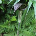 Arisaema ciliatum var liubaense Seeds