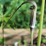 Arisaema concinnum seeds