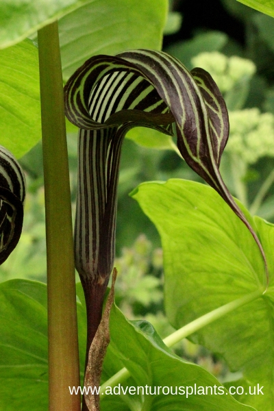 Arisaema-fargesii-adventurousplants-bencandlin.jpg Arisaema fargesii Seeds - Image 1