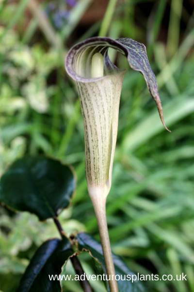 Arisaema-lobatum-adventurousplants-bencandlin.png Arisaema lobatum CY A-50 Seeds - Image 1