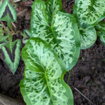 Arum italicum 'Chameleon'