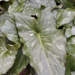 Arum concinnatum Seeds Variegated Form