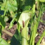 Arum hygrophilum