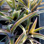 Billbergia 'Santa Barbara'