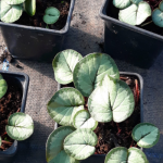 Cyclamen coum 'Maurice Dryden'