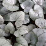 Cyclamen hederifolium 'Silver Leaf - Pink Flowers'