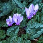 Cyclamen hederifolium