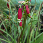Dichelostemma ida-maia