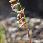 Dipcadi serotinum