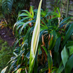 Dracunculus canariensis