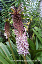 Eucomis comosa Seeds