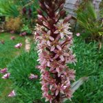 Eucomos comosa Sparkling Burgundy