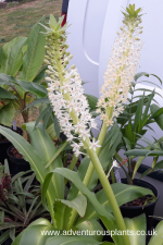Eucomis comosa Seeds - Image 2
