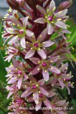 Eucomis comosa Seeds - Image 3