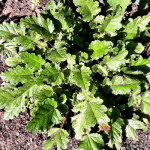 Francoa sonchifolia seeds